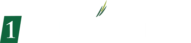 Meristem